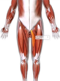 picture of human highlighting the Adductor longus muscle