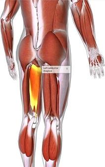 highlighed adductor magnus muscle in human