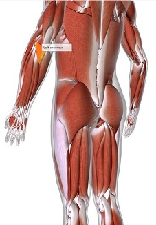 picture of human highlighting the Anconeus muscle