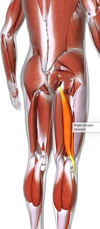 picture of human highlighting the Biceps femoris muscle