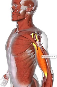 highlighed bicept brachii muscle in human