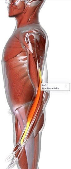 picture of human highlighting the Brachioradialis muscle