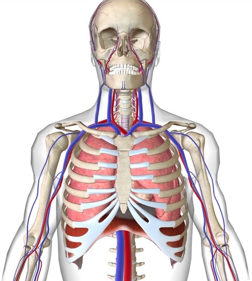 cardiovascularsystem