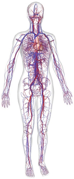 cardiovascularsystem