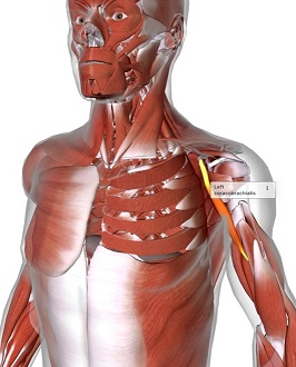 picture of human highlighting the Coracobrachialis muscle