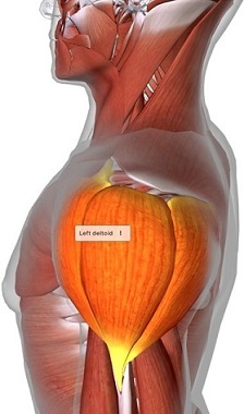 picture of human highlighting the Deltoid muscle