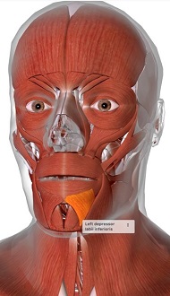 picture of human highlighting the Depressor labii inferioris muscle