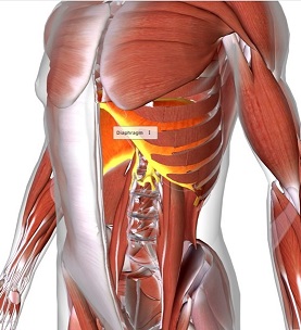 picture of human highlighting the Diaphragm muscle