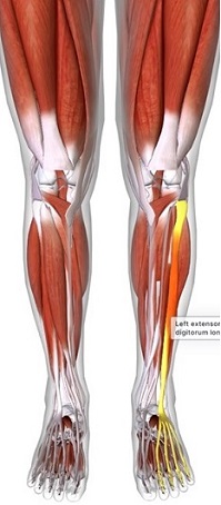 picture of human highlighting the Extensor digitorum longus muscle