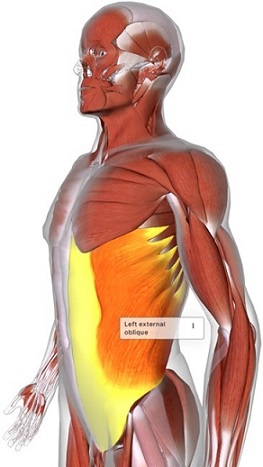 picture of human highlighting the External oblique muscle