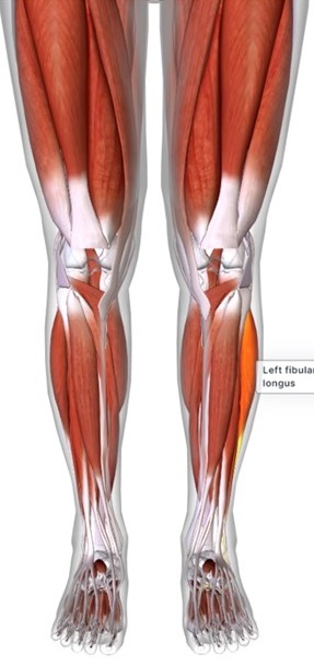 picture of human highlighting the Fibularus longus muscle