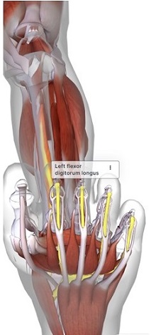 picture of human highlighting the Flexor digitorum longus muscle