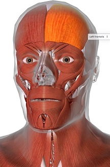 picture of human highlighting the Frontalis muscle