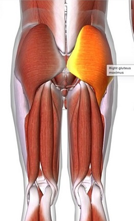 picture of human highlighting the Gluteus maximus muscle