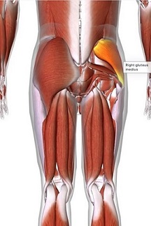 picture of human highlighting the Gluteus medius muscle