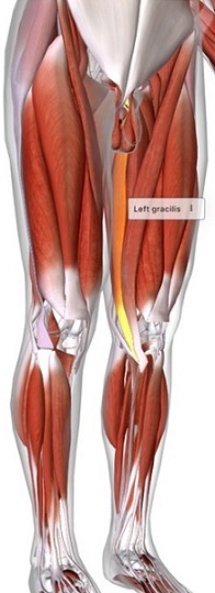 picture of human highlighting the Grasilis muscle