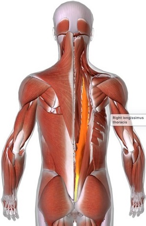 picture of human highlighting the Iliocostalis thoracis muscle