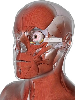 picture of human highlighting the Inferior rectus muscle