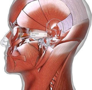 picture of human highlighting the Inferior rectus muscle