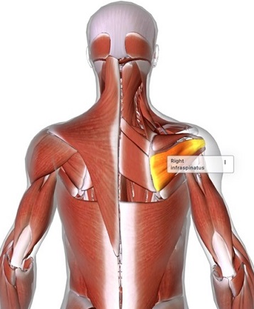 picture of human highlighting the Infraspinatus muscle