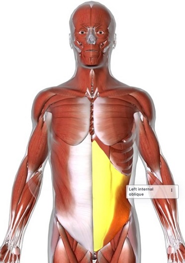 picture of human highlighting the Internal oblique muscle