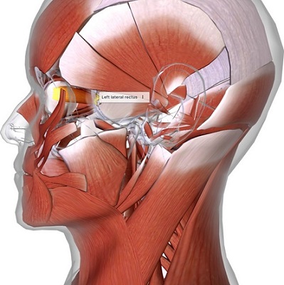 picture of human highlighting the Lateral rectus muscle