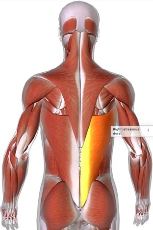 picture of human highlighting the Latissimus dorsi muscle