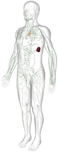 lymphaticsystem