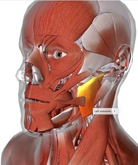 picture of human highlighting the Masseter muscle