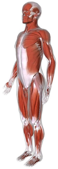 muscularsystem