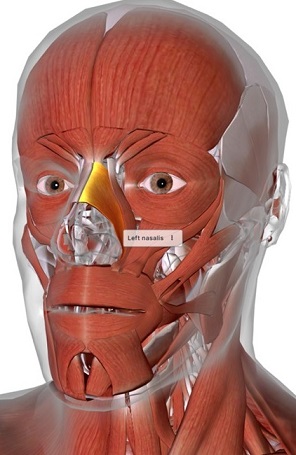 picture of human highlighting the Nasalis muscle