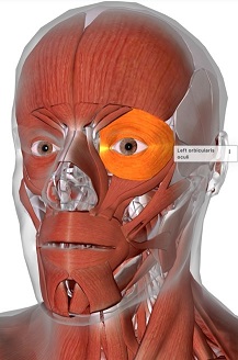 picture of human highlighting the Orbicularis oculi muscle