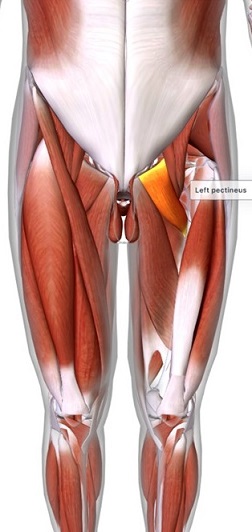 picture of human highlighting the Pectineus muscle