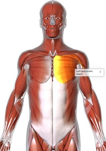 picture of human highlighting the Pectoralis major muscle