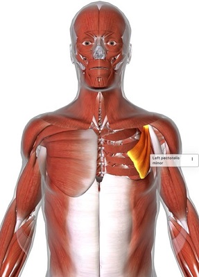 picture of human highlighting the Pectoralis minor muscle