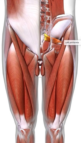 picture of human highlighting the Piriformis muscle