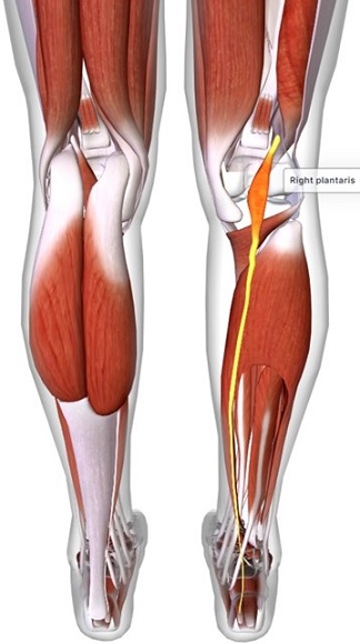 picture of human highlighting the Plantaris muscle