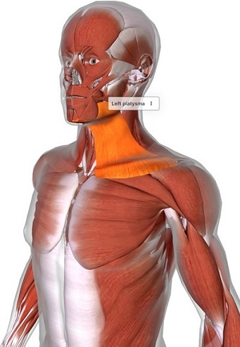 picture of human highlighting the Platysma muscle