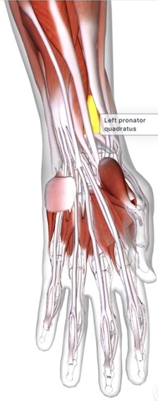 picture of human highlighting the Pronator quadratus muscle