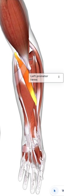 picture of human highlighting the Pronator teres muscle