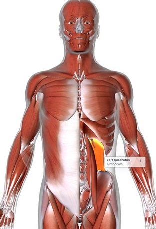 picture of human highlighting the Quadratus lumborum muscle