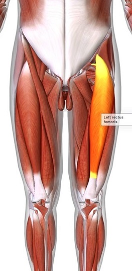 picture of human highlighting the Rectus femoris muscle