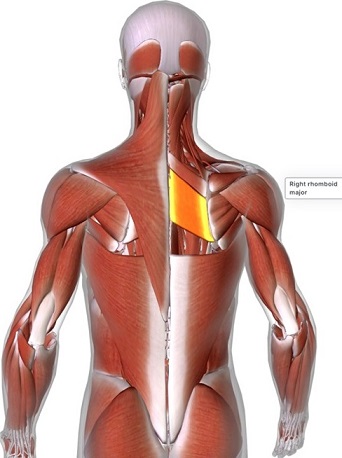 picture of human highlighting the Rhomboid major muscle