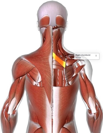 picture of human highlighting the Rhomboid minor muscle