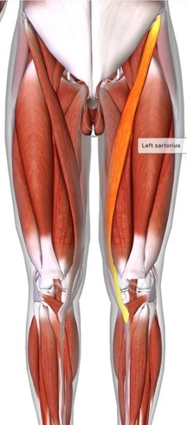 picture of human highlighting the Sartorius muscle