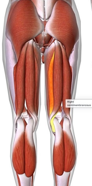 picture of human highlighting the Semimembranosus muscle