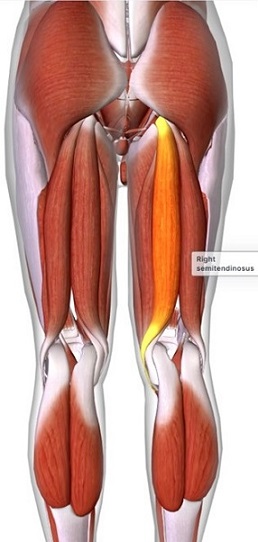 picture of human highlighting the Semitendinosus muscle