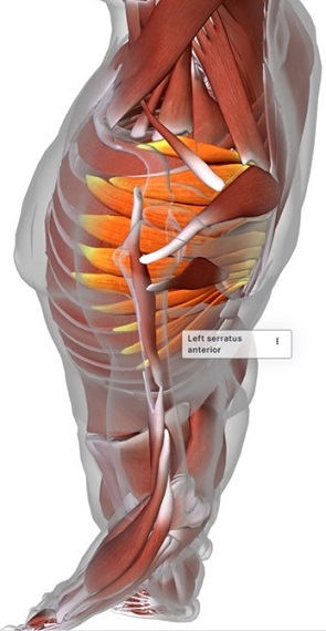 picture of human highlighting the Serratus anterior muscle