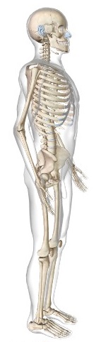 skeleton