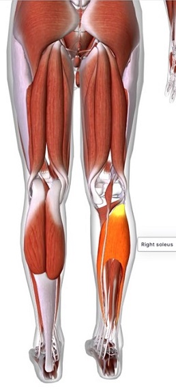 picture of human highlighting the Soleus muscle